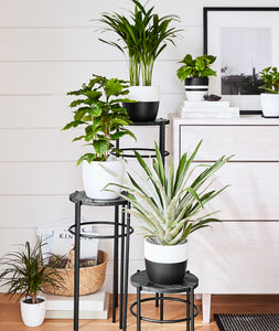 how to display houseplants. potted plants.