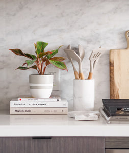 houseplants in kitchen. indoor plants decor.