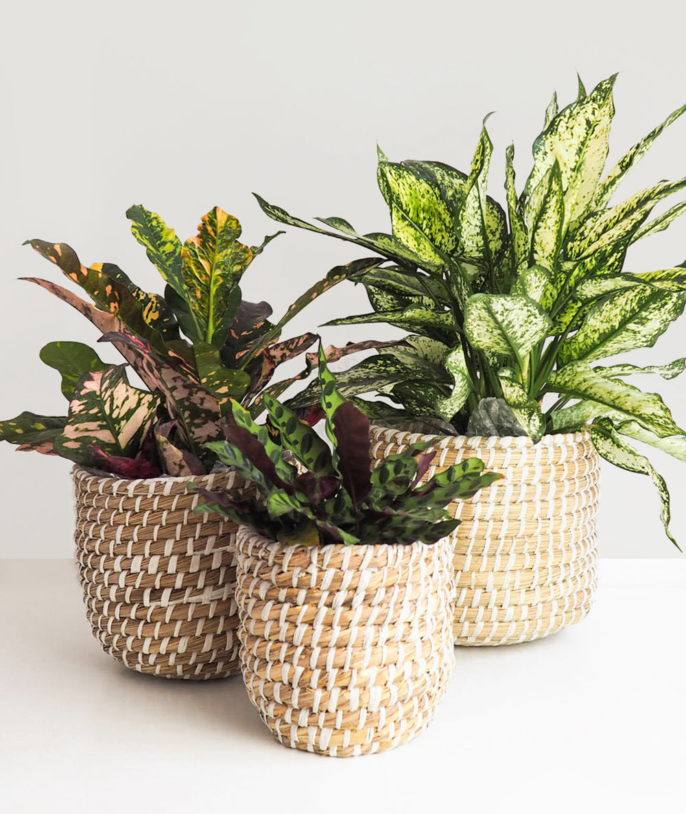 Natural Basket Planter Set