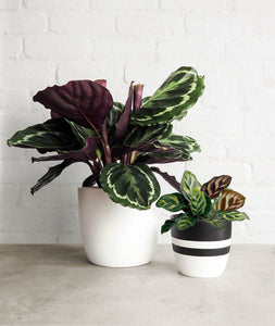 The Calathea Collection