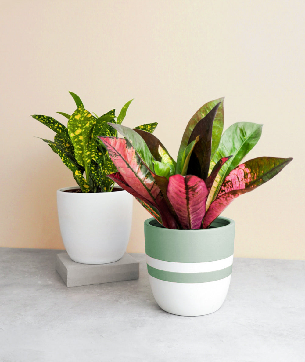 Colorful Crotons Set