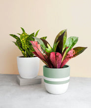 Load image into Gallery viewer, colorful gifts for plant lovers