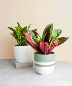 colorful gifts for plant lovers