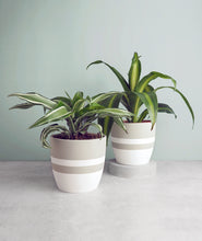 Load image into Gallery viewer, Potted plant gift set. Dracaena fragrans houseplant. The best house plants for beginners. Shop online and choose from allergy-reducing, air-purifying, and easy-to-grow houseplants anyone can enjoy. Free shipping on orders $100+.