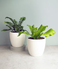 Load image into Gallery viewer, The best potted plants to send as gifts. Fern houseplants are safe for cats and not toxic to dogs. Shop online and choose from pet-friendly, air-purifying, and easy-to-grow houseplants anyone can enjoy. Free shipping on orders $100+.