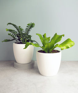 The best potted plants to send as gifts. Fern houseplants are safe for cats and not toxic to dogs. Shop online and choose from pet-friendly, air-purifying, and easy-to-grow houseplants anyone can enjoy. Free shipping on orders $100+.