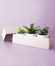 Load image into Gallery viewer, This trio of tiny greenery is the perfect gift for any occasion. Three mini plants come potted in a beautiful Ansel & Ivy gift box. The best potted plants to send as gifts for housewarmings, birthdays, and anniversaries.