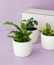 Load image into Gallery viewer, This trio of tiny greenery is the perfect gift for any occasion. Three mini plants come potted in a beautiful Ansel & Ivy gift box. The best potted plants to send as gifts for housewarmings, birthdays, and anniversaries.