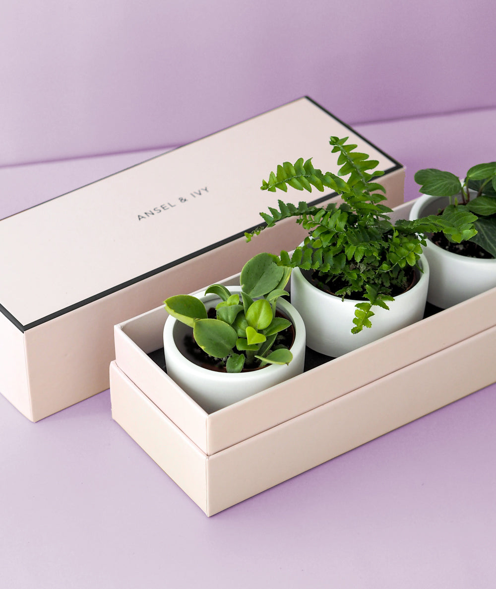 This trio of tiny greenery is the perfect gift for any occasion. Three mini plants come potted in a beautiful Ansel & Ivy gift box. The best potted plants to send as gifts for housewarmings, birthdays, and anniversaries.