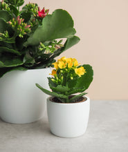 Load image into Gallery viewer, Kalanchoe Pair