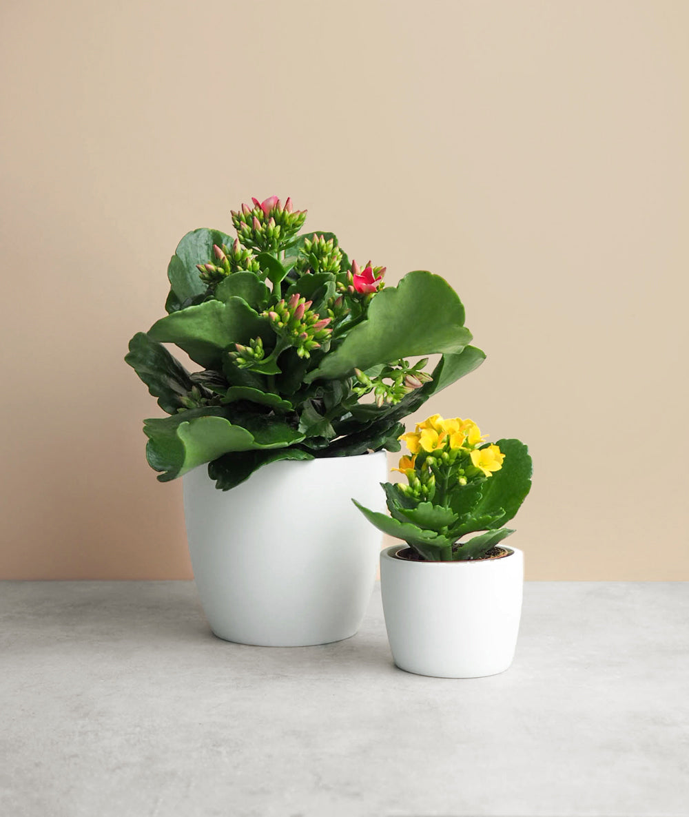 Kalanchoe Pair