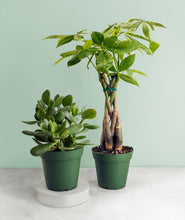 Load image into Gallery viewer, Bring on the positive energy. These plants are believed to bring good luck, fortune, and prosperity. Feng shui houseplants. Shop online and choose from pet-friendly, air-purifying, and easy-to-grow houseplants anyone can enjoy. The perfect housewarming gift. 