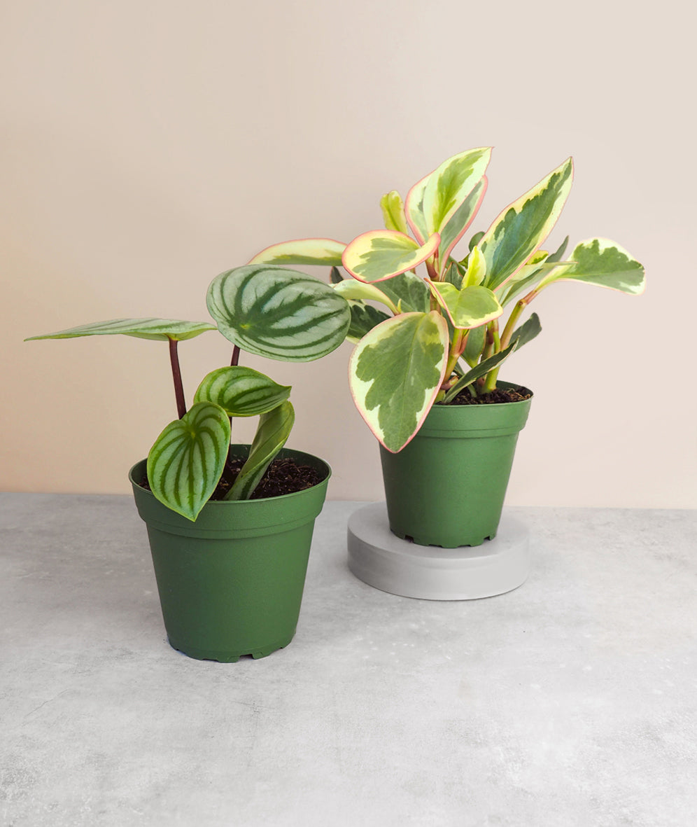 Peperomia Pair