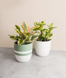 Peperomia plant gift set plant with pink leaves. The best house plants for beginners and low-light spaces. Peperomia houseplants are safe for cats and not toxic to dogs. Shop online and choose from pet-friendly, air-purifying, and easy-to-grow houseplants anyone can enjoy. Free shipping on orders $100+.