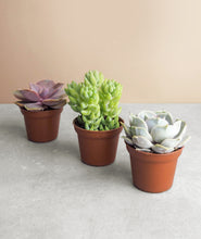 Load image into Gallery viewer, Mini Succulent Assortment