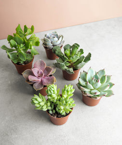 Mini Succulent Assortment. Available as a set of three, six, or twelve assorted 2" succulents in plastic grow pots. The best house plants for beginners delivered to your door. Shop online and choose from easy-to-grow houseplants anyone can enjoy. Free shipping on orders $100+. 