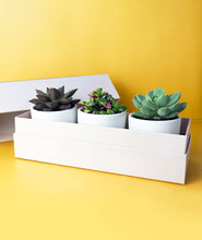 Load image into Gallery viewer, This trio of tiny succulents is the perfect gift for any occasion. Three mini succulents come potted in a beautiful Ansel & Ivy gift box. The best potted plants and succulents to send as gifts for housewarmings, birthdays, and anniversaries. 