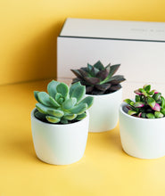 Load image into Gallery viewer, This trio of tiny succulents is the perfect gift for any occasion. Three mini succulents come potted in a beautiful Ansel & Ivy gift box. The best potted plants and succulents to send as gifts for housewarmings, birthdays, and anniversaries. 