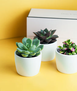 This trio of tiny succulents is the perfect gift for any occasion. Three mini succulents come potted in a beautiful Ansel & Ivy gift box. The best potted plants and succulents to send as gifts for housewarmings, birthdays, and anniversaries. 