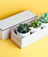 Load image into Gallery viewer, This trio of tiny succulents is the perfect gift for any occasion. Three mini succulents come potted in a beautiful Ansel & Ivy gift box. The best potted plants and succulents to send as gifts for housewarmings, birthdays, and anniversaries. 