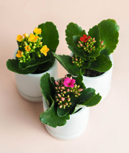 Mini Kalanchoe Trio