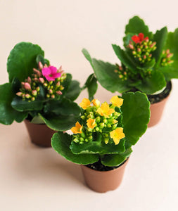 Mini Kalanchoe Trio