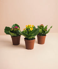 Load image into Gallery viewer, Mini Kalanchoe Trio