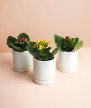 Load image into Gallery viewer, Mini Kalanchoe Trio