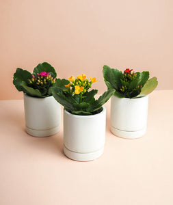 Mini Kalanchoe Trio