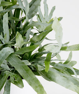 Blue Star Fern, Phlebodium aureum low light pet safe houseplant. Ferns are safe for cats and not toxic to dogs. Shop online and choose from pet-friendly, air-purifying, and easy-to-grow houseplants anyone can enjoy. Free shipping on orders $100+.