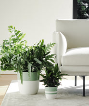 Load image into Gallery viewer, Blue Star Fern. houseplants in living room. indoor plants decor.