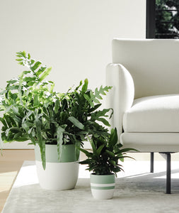 Blue Star Fern. houseplants in living room. indoor plants decor.