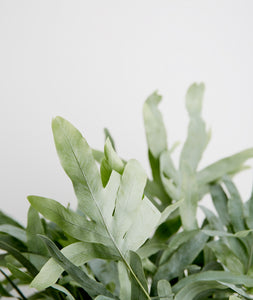 Blue Star Fern, Phlebodium aureum low light pet safe houseplant. Ferns are safe for cats and not toxic to dogs. Shop online and choose from pet-friendly, air-purifying, and easy-to-grow houseplants anyone can enjoy. Free shipping on orders $100+.