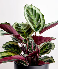 Load image into Gallery viewer, Calathea.