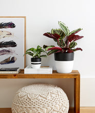 Load image into Gallery viewer, houseplants in entryway. indoor plants decor.