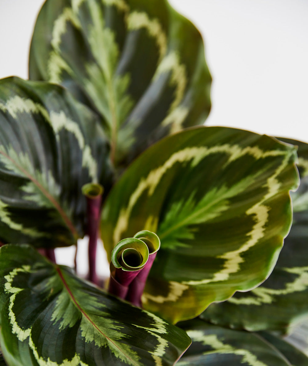 Calathea Medallion