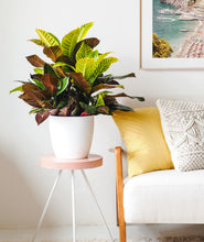 Load image into Gallery viewer, Croton Petra plant with mid century modern home decor. 