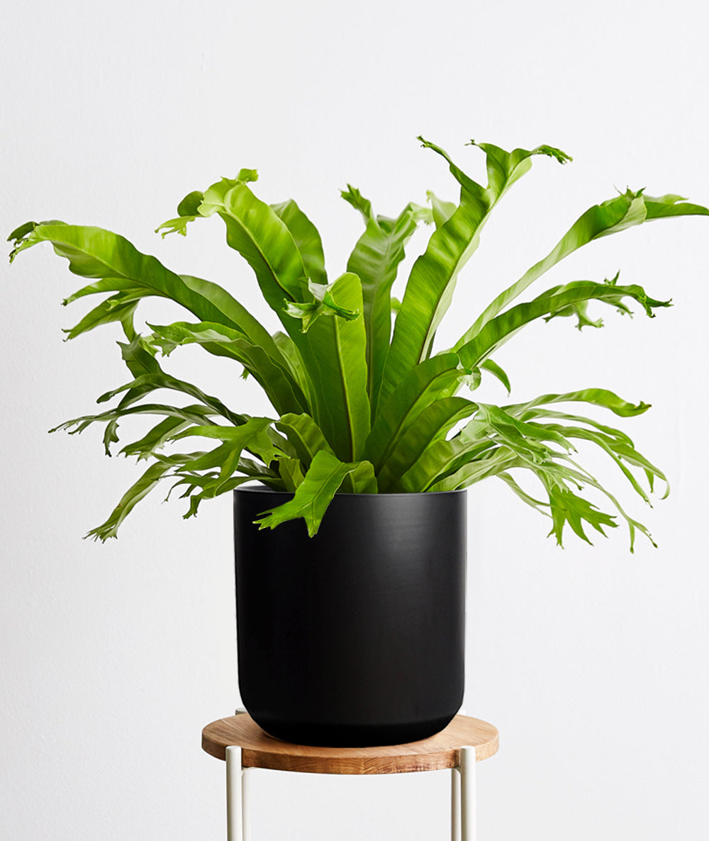 Bird's Nest Fern