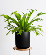 Load image into Gallery viewer, Bird's Nest Fern