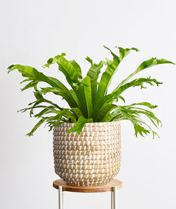 Bird's Nest Fern