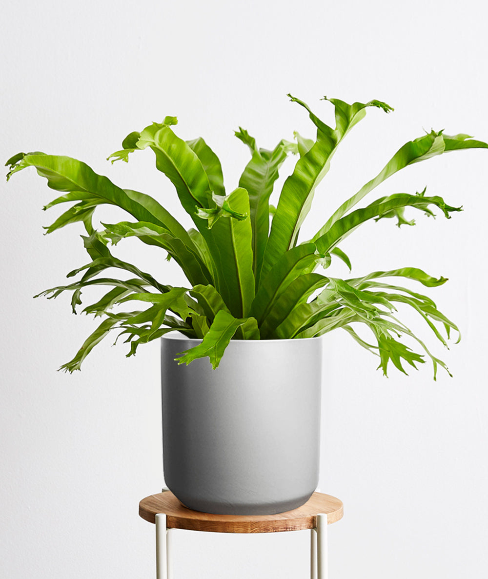 Bird's Nest Fern