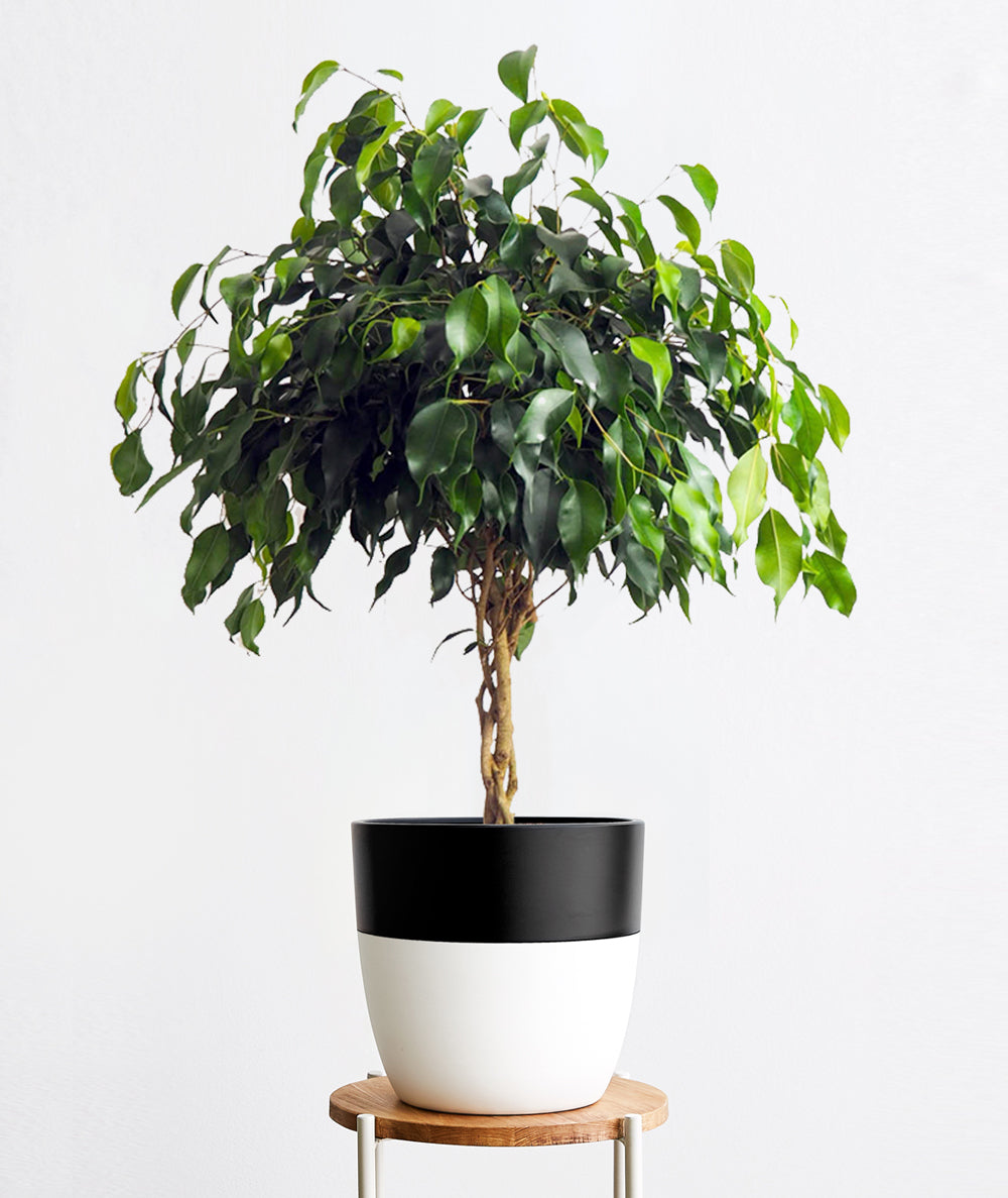 Midnight Ficus