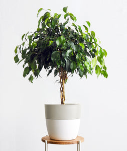 Midnight Ficus