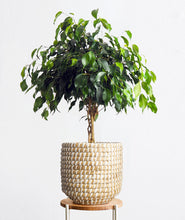 Load image into Gallery viewer, Midnight Ficus