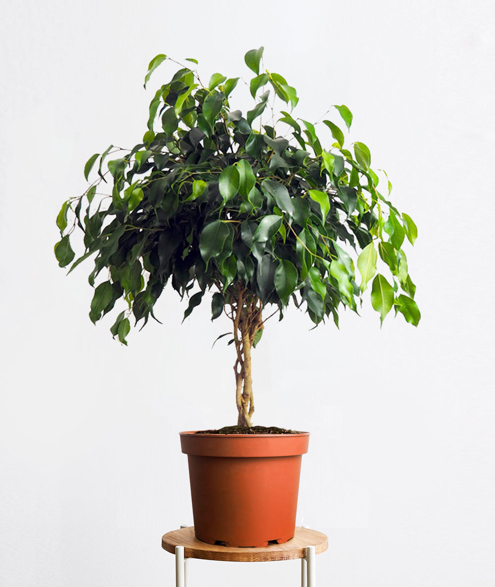 Midnight Ficus