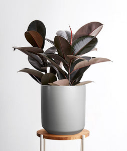 Large Rubber Tree, Indoor Plants and Houseplants for Delivery