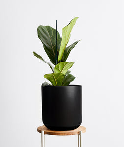 Fiddle-Leaf Fig