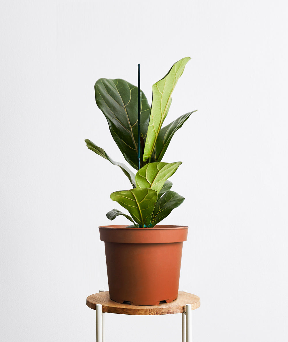 Fiddle-Leaf Fig