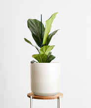 Load image into Gallery viewer, Fiddle-Leaf Fig
