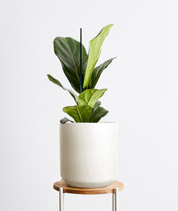 Fiddle-Leaf Fig